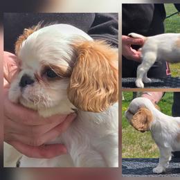 Charisma's smooth sensation - Red and white male English Toy Spaniel puppy in Glenwood City, Wisconsin from NyaStar