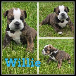 Willie - Olde English Bulldogge puppy in Wheeler, Michigan from Haase Family Kennels