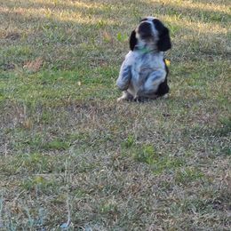 English Springer Spaniel Puppies from Savannah River Springers