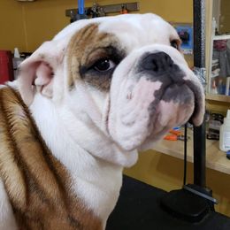 Gohan - Bulldog