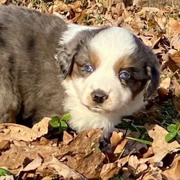 Geraldine - Blue merle female Miniature American Shepherd puppy in Harmony, North Carolina from Carolina Pride Aussies