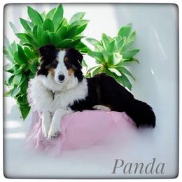 Panda - Shetland Sheepdog