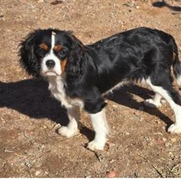 Gracey - Tri-color female Cavalier King Charles Spaniel puppy in Gilbert, Arizona from Mayflowers Cavalier Spaniels