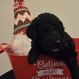 Labradoodles from PH&K