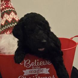 Labradoodles from PH&K