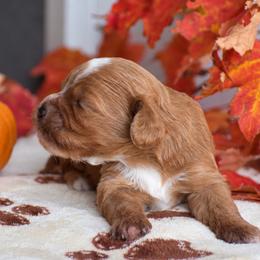 Roxanna - Red female Cavapoo puppy in Gap, Pennsylvania from Country View Puppies ( License 18816)