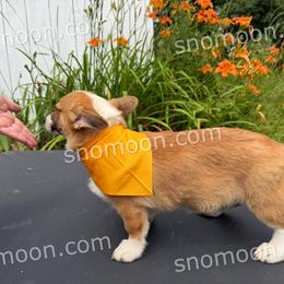 Yellow Collar(Girl 6) - Red female Pembroke Welsh Corgi puppy in Eaton, New York from Snomoon Miniature Pinschers  & Pembroke Welsh Corgi