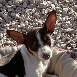 Mocha - Rat Terrier