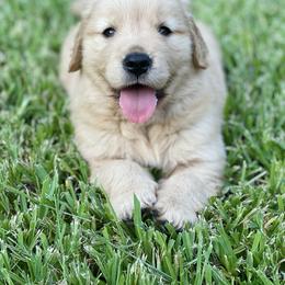 Golden Retriever Puppies from All shades Golden