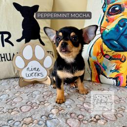 Peppermint Mocha - Black and tan male Chihuahua puppy in Woodstock, Georgia from iChihuahuas Kennel