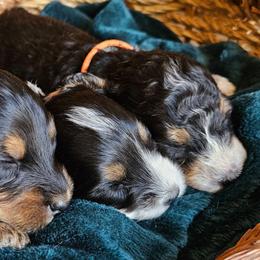 Marigold - Tri-color female Bernedoodle puppy in Granton, Wisconsin from Rose River Farms