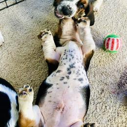 Basset Hound Puppies from Low and Slow Basset Hounds