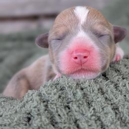 Wolfe - Blue male Pembroke Welsh Corgi puppy in Tonkawa, Oklahoma from Oaken Ridge Corgis