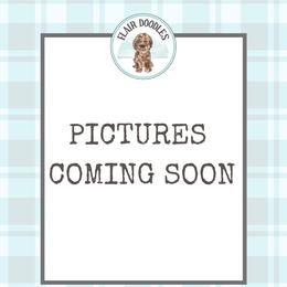 Boo Bear - Chocolate male Goldendoodle puppy in Mc Kinney, Texas from Flair Doodles