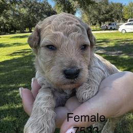 Rosie 7533 - Apricot female Goldendoodle puppy in Arcadia, Florida from KnuDawn Goldendoodles