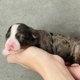 Pippen 'Pip'- Purple Collar Female - Blue merle female Bernedoodle puppy in Katy, Texas from Bluebonnet Bernedoodles of Southeast Texas