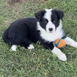 Rocky - Black and white male Border Collie puppy in Dorr, Michigan from Pineview Farm