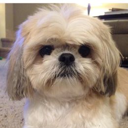 Lola - Shih Tzu