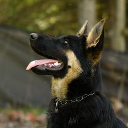 German Shepherd Puppies from Auf der Marquis German Shepherds