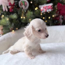 Princess - Cream female Dachshund puppy in Richmond, Virginia from Irresistible Dachshunds & Cavaliers