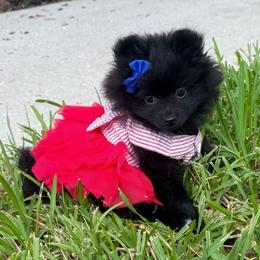 Blue - Black female Pomeranian puppy in Apollo Beach, Florida from Sherlock’s Poms