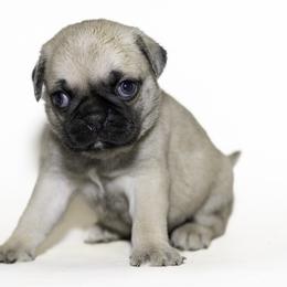 Miles (blue) - Fawn male Pug puppy in Hereford, Arizona from Broken Road Ranch Pugs