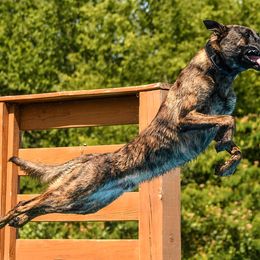 Dutch Shepherds from Vom Hetzelhaus