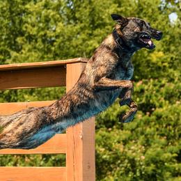 Dutch Shepherds from Vom Hetzelhaus