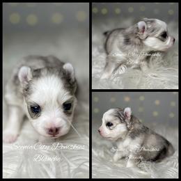 Blanche - Merle female Pomsky puppy in Rossville, Georgia from Scenic City Pomskies