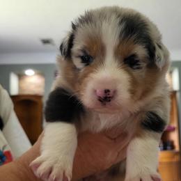 Light blue collar-Blue merle - Blue merle male Australian Shepherd puppy in Geneva, Florida from TGIF Doxies