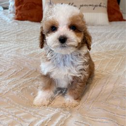 Nugget - Red  male Goldendoodle puppy in Sallisaw, Oklahoma from Huddle Puppies
