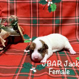 Female - Tri-color female Jack Russell Terrier puppy in Bedias, Texas from JBar Jacks