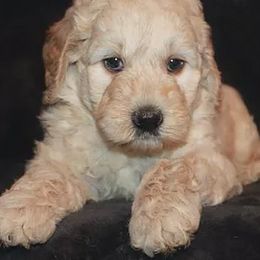Goldendoodle Puppies from Lakeshore Doodles