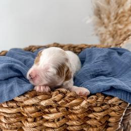 Twelve - Parti male Goldendoodle puppy in Russell Springs, Kentucky from Milk & Honey Doodles