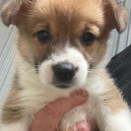 Silver boy - Red male Pembroke Welsh Corgi puppy in Adairsville, Georgia from R&R Corgis