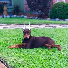 Doberman Pinscher Puppies from Franklin Dobermans