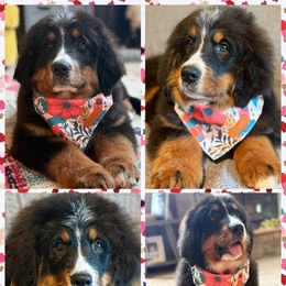 Sierra - Tri-color female Bernese Mountain Dog puppy in Purcell, Oklahoma from Swiss Berner Bears