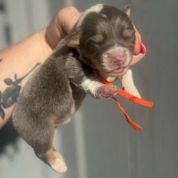 Kai (orange) - Blue male Pembroke Welsh Corgi puppy in East Oakdale, California from Rhettro Kennels