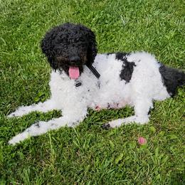 Willow - Goldendoodle