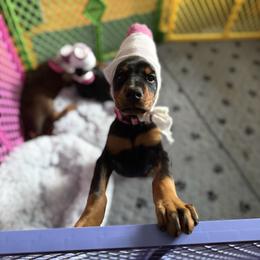 Kendall - Black and rust female Doberman Pinscher puppy in Bruce Township, Michigan from Eminent Dobermans