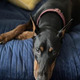 Doberman Pinschers from Driftwood Dobermans