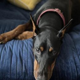 Doberman Pinschers from Driftwood Dobermans