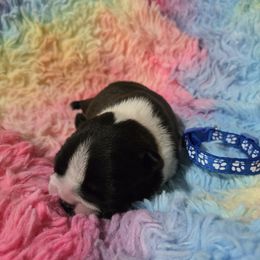 Blue Boy - Seal and white male Boston Terrier puppy in Victoria, Texas from Quinney’s Boxers and Boston Terriers