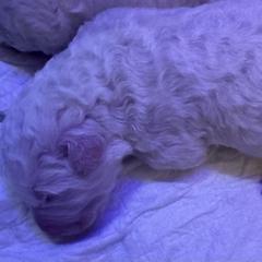 Boy 1 - White male Maremma Sheepdog puppy in Long Valley, New Jersey from Hope's Farm
