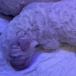 Boy 1 - White male Maremma Sheepdog puppy in Long Valley, New Jersey from Hope's Farm