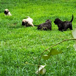 Mastiff Puppies from Stoneheart Mastiffs