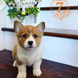 Pembroke Welsh Corgi Puppies from Em-K Corgi’s