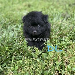 DL - male Assorted Doodle Crosses puppy in Cunningham, Tennessee from Four Elements Southern Charmers Poodles
