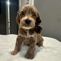 Brown - Cream male Goldendoodle puppy in Shingle Springs, California from Creamy Retrievers