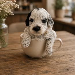 Encore - Black and chalk female Australian Labradoodle puppy in Denton, Texas from Dignity Labradoodles